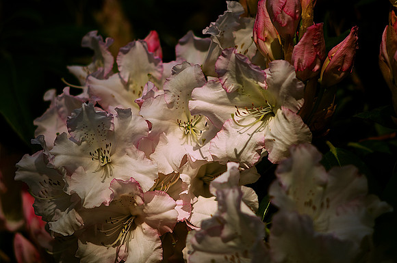 Rhododendron at Sunset