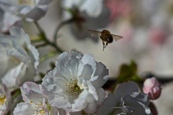 Bee-autiful