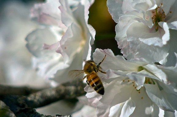 Bee-autiful II