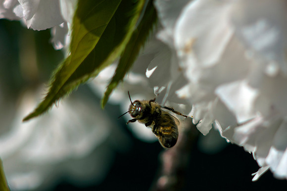 Bee-autiful III