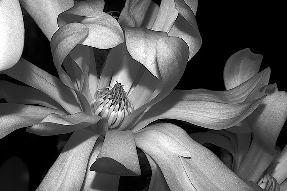 Star Magnolia, black & white