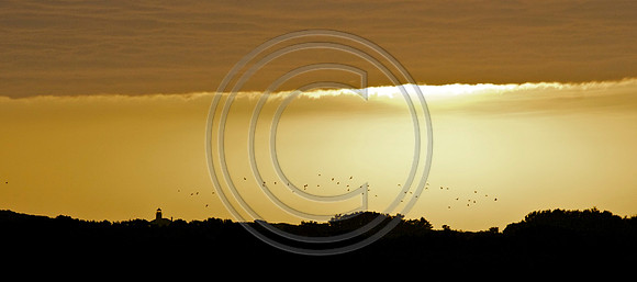 Birds in flight
