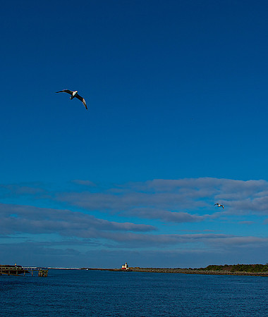 Bandon Lighthouse with Gulls