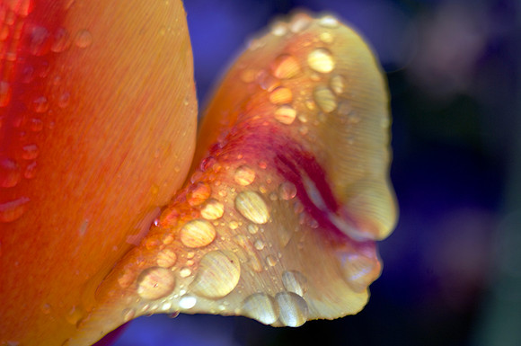 Weeping Tulip