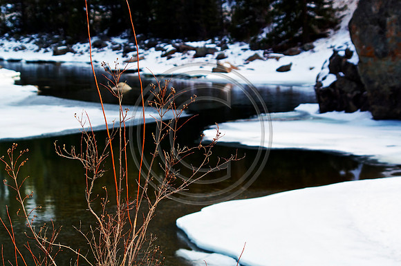Winter Stream