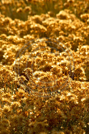 Golden Thistles