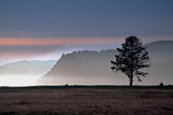 Tree in the Estuary