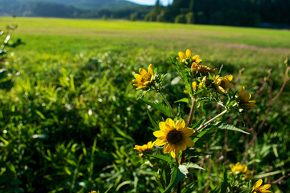 Adorned in the Field