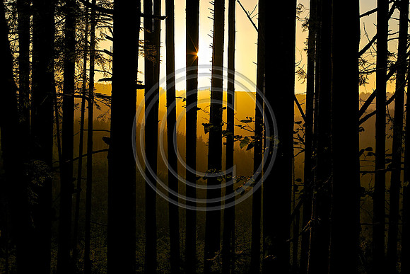 Forest Sunset