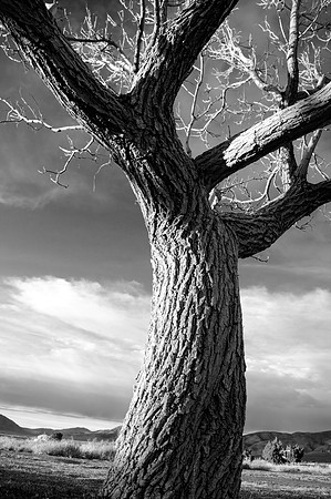 Desert Giant - Black & White