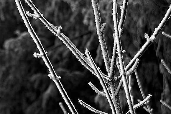 Frost on the Branches
